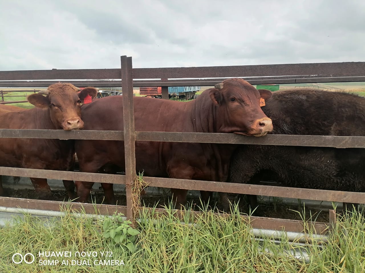 Livestock & Grocery Cover