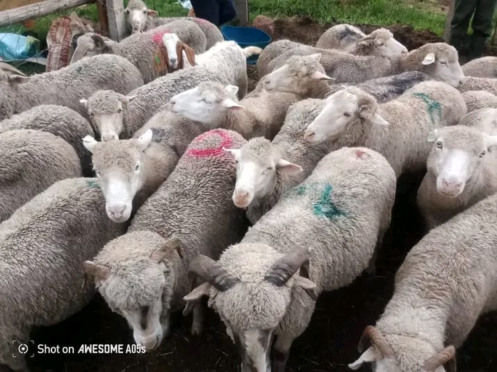 Live Sheep Cover
